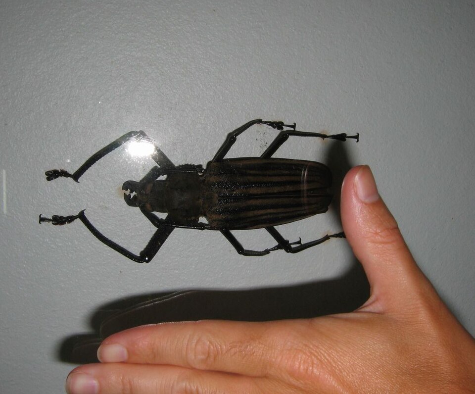 Photo of Giant Fijian longhorn beetle