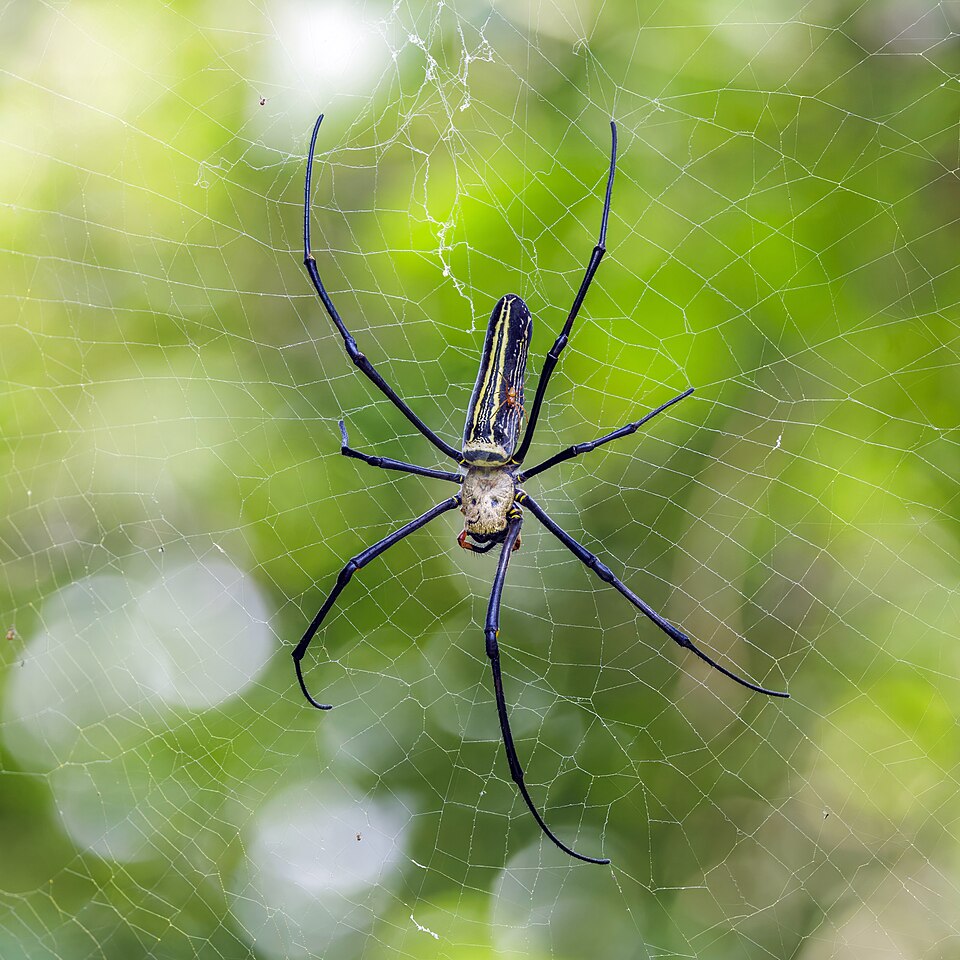 Photo of Giant golden orb-weaver