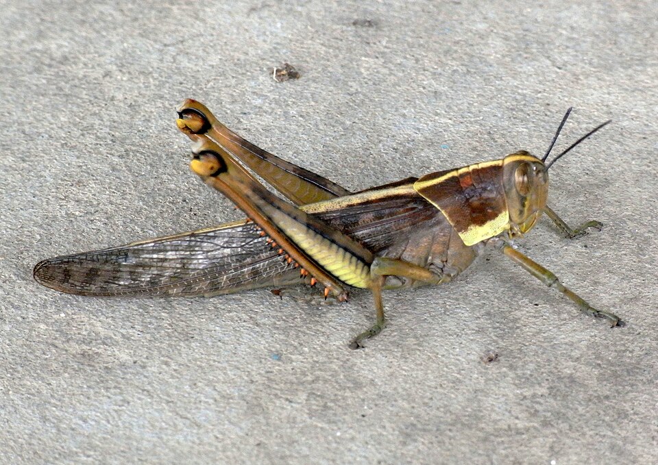 Photo of Giant grasshopper