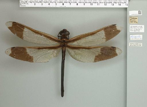 Photo of Giant hawker