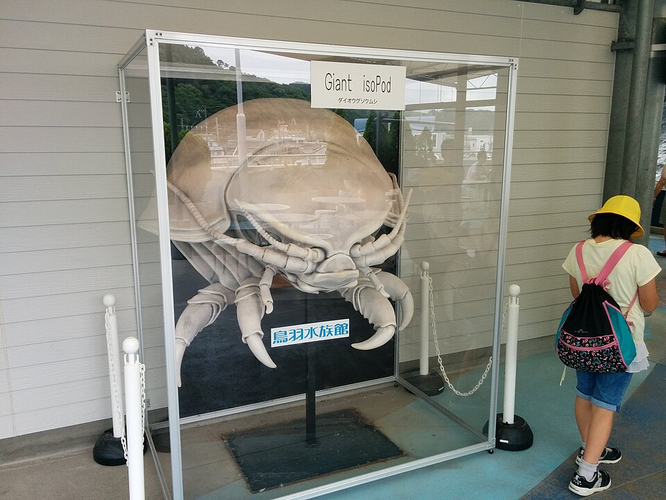 Photo of Giant isopod