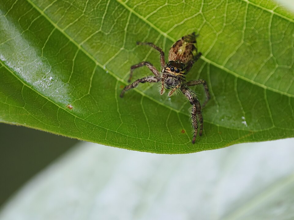 Photo of Giant jumping spider
