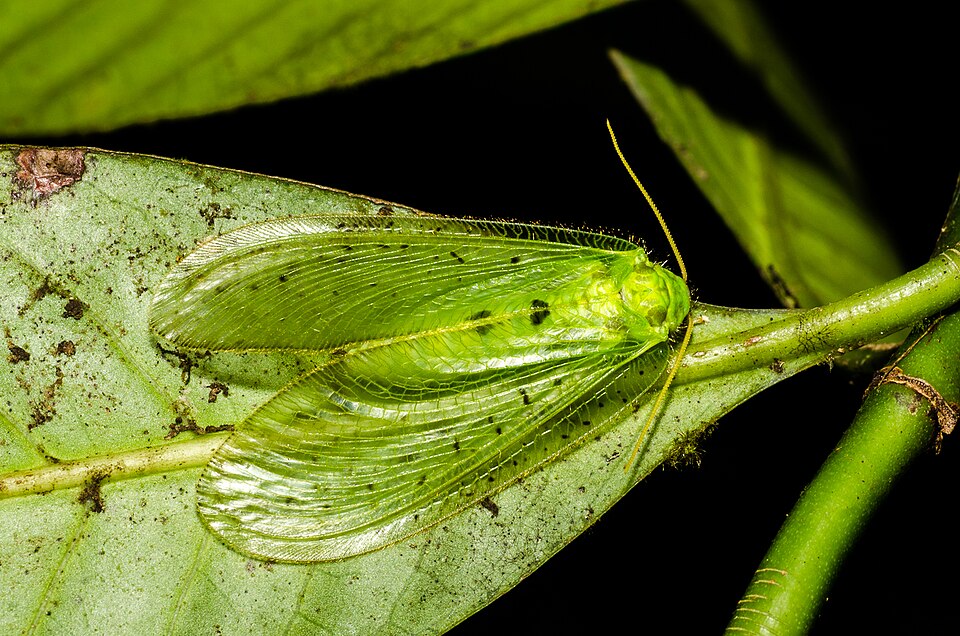Photo of Giant lacewing
