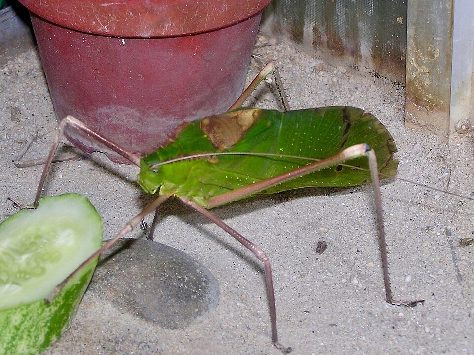 Photo of Giant Malaysian katydid