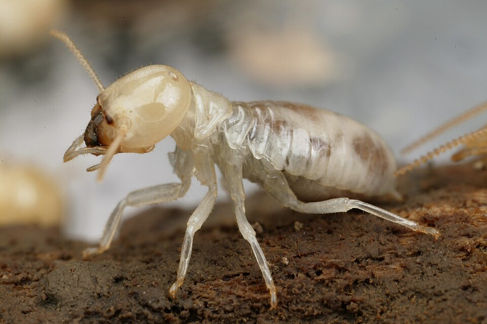 Photo of Giant northern termite