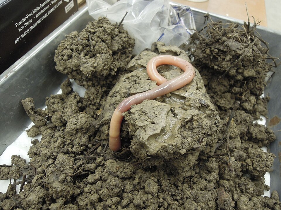Photo of Giant Palouse earthworm
