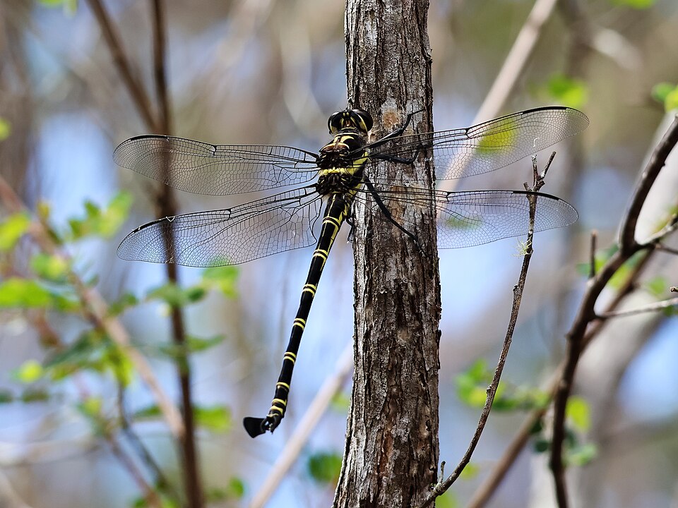 Photo of Giant petaltail