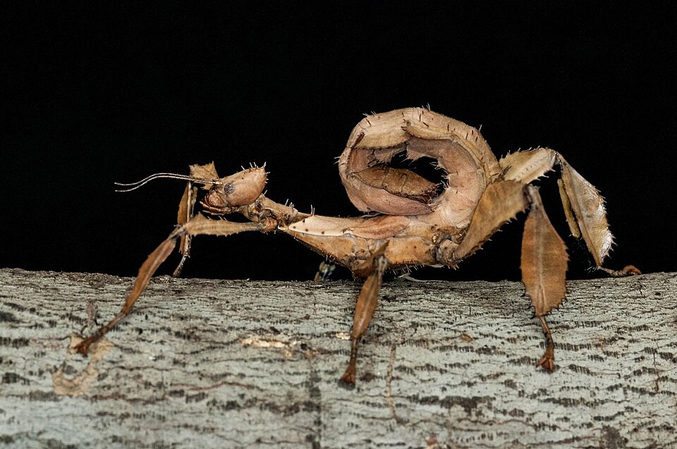 Photo of Giant prickly stick insect