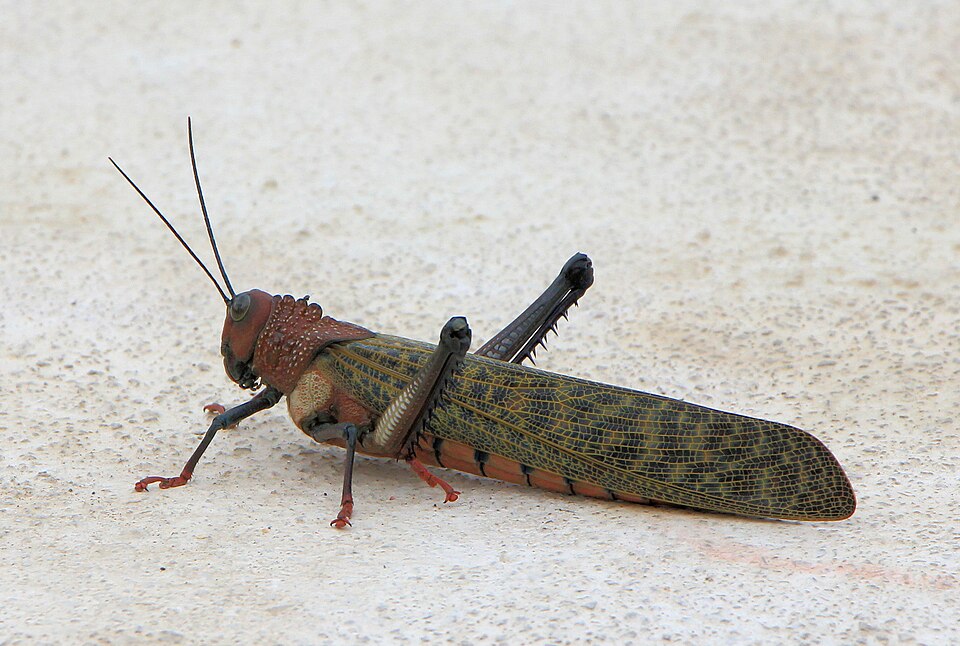 Photo of Giant red-winged grasshopper