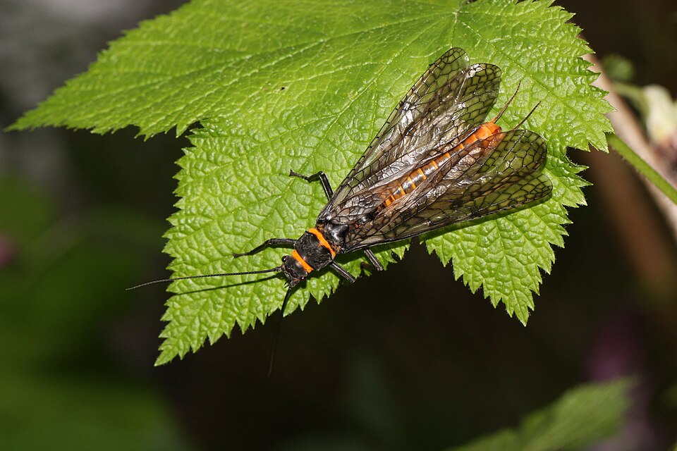 Photo of Giant salmonfly