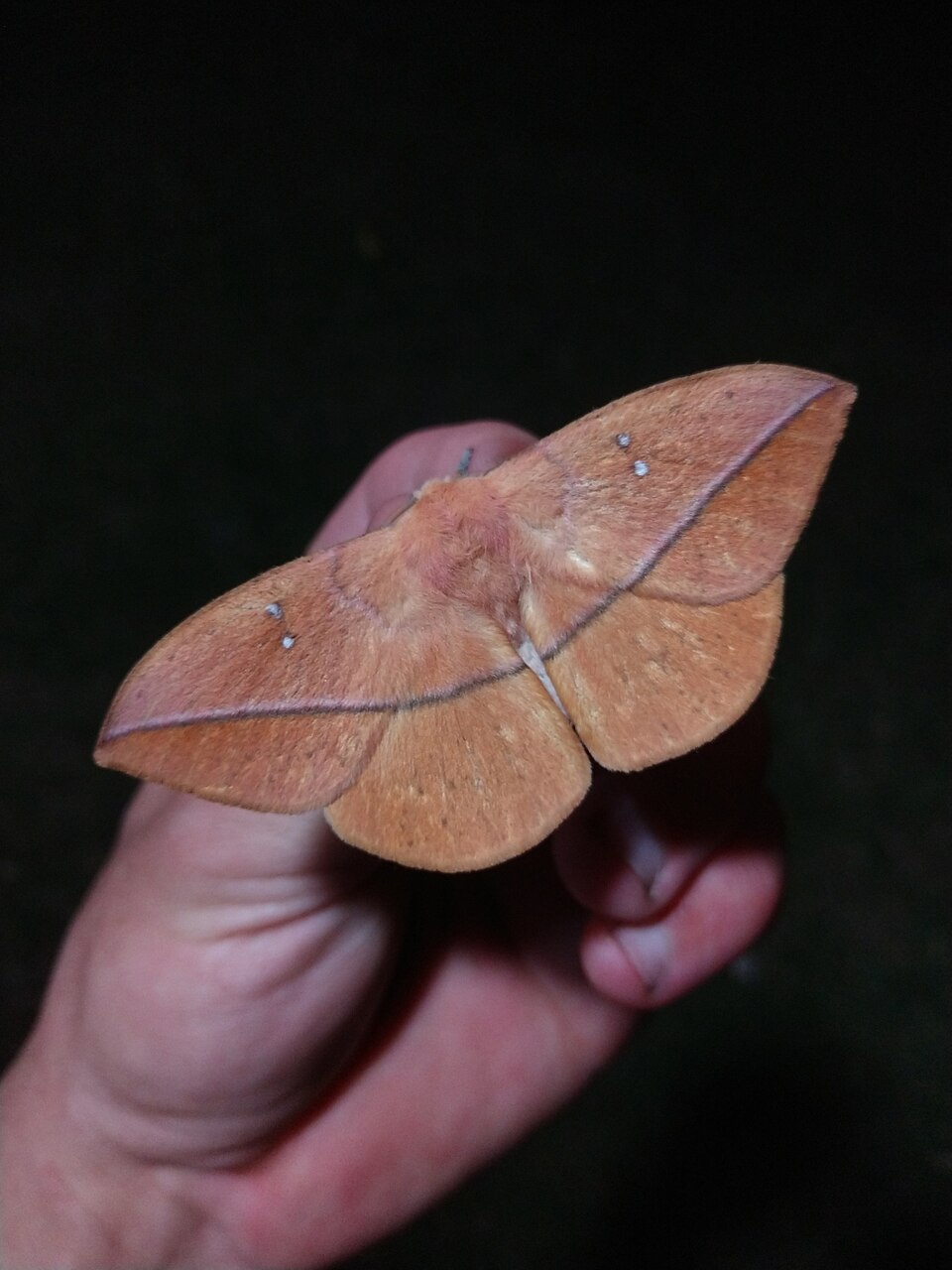 Photo of Giant silkworm moth