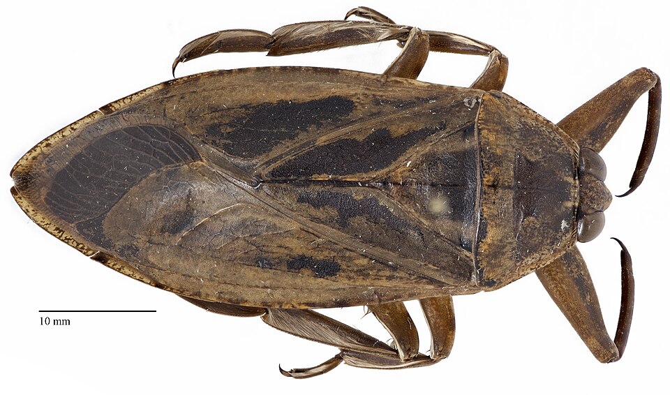 Photo of Giant water bug