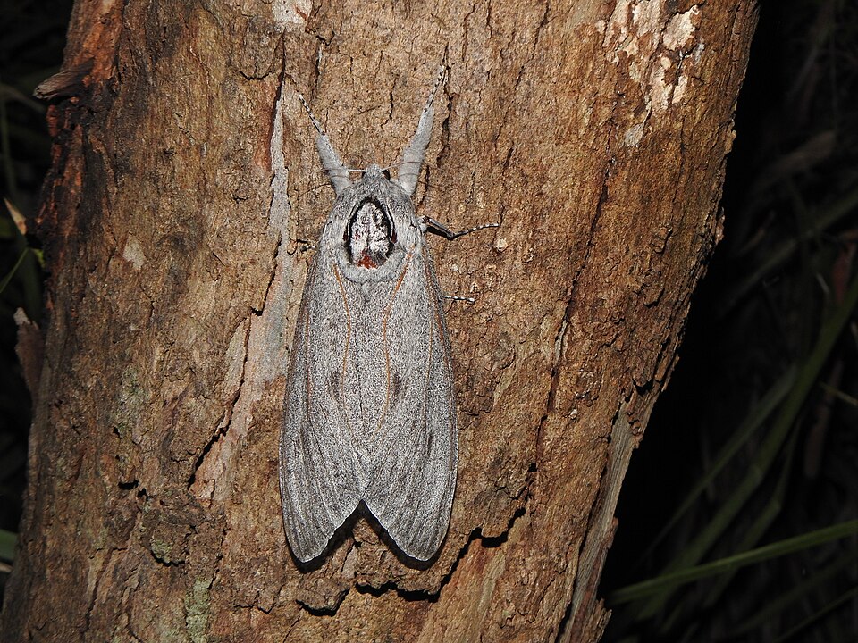 Photo of Giant wood moth