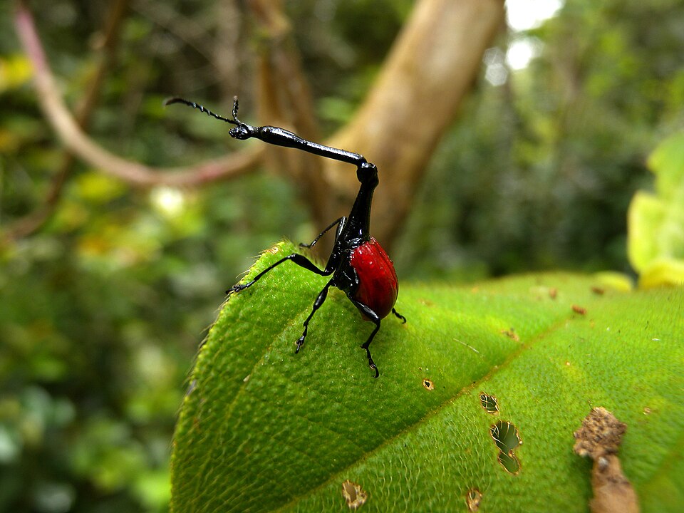 Photo of Giraffe weevil