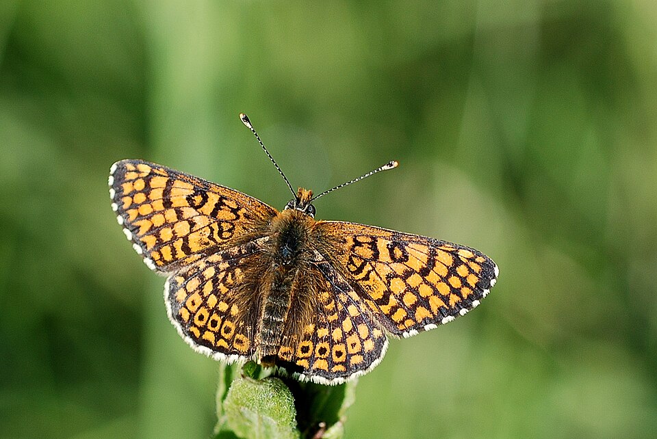 Photo of Glanville fritillary