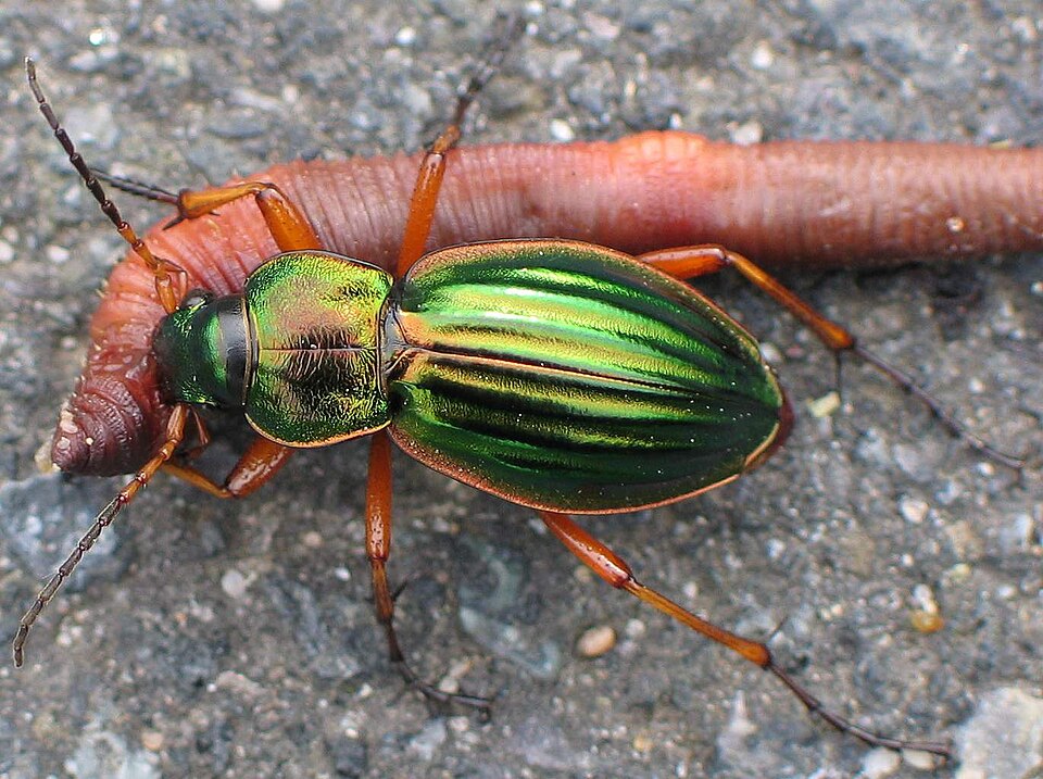 Photo of Golden ground beetle