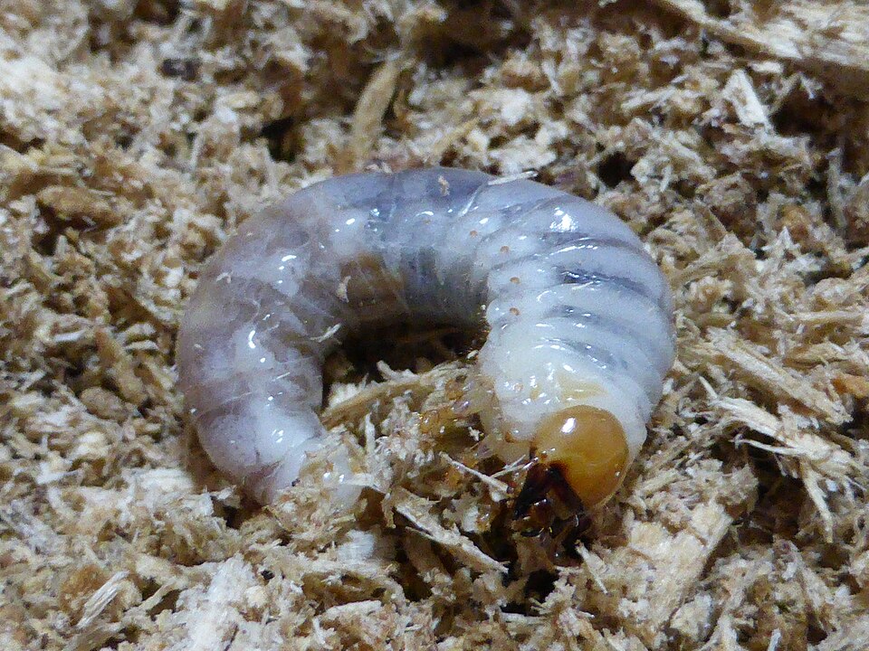 Photo of Golden stag beetle