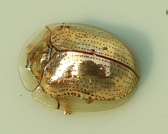 Photo of Golden tortoise beetle