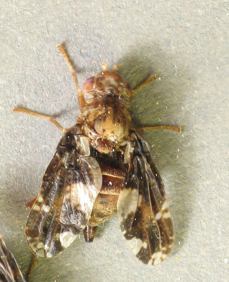 Photo of Goldenrod gall fly