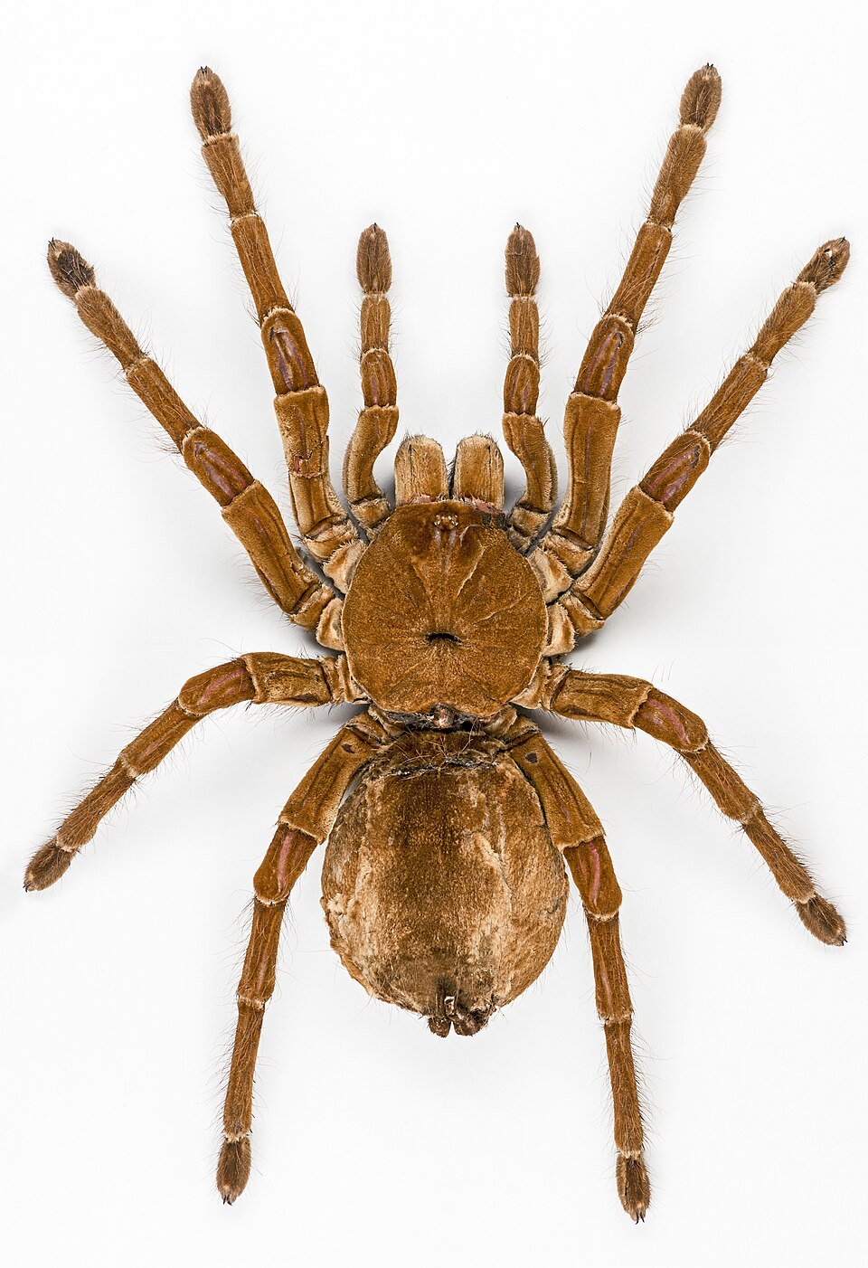 Photo of Goliath birdeater