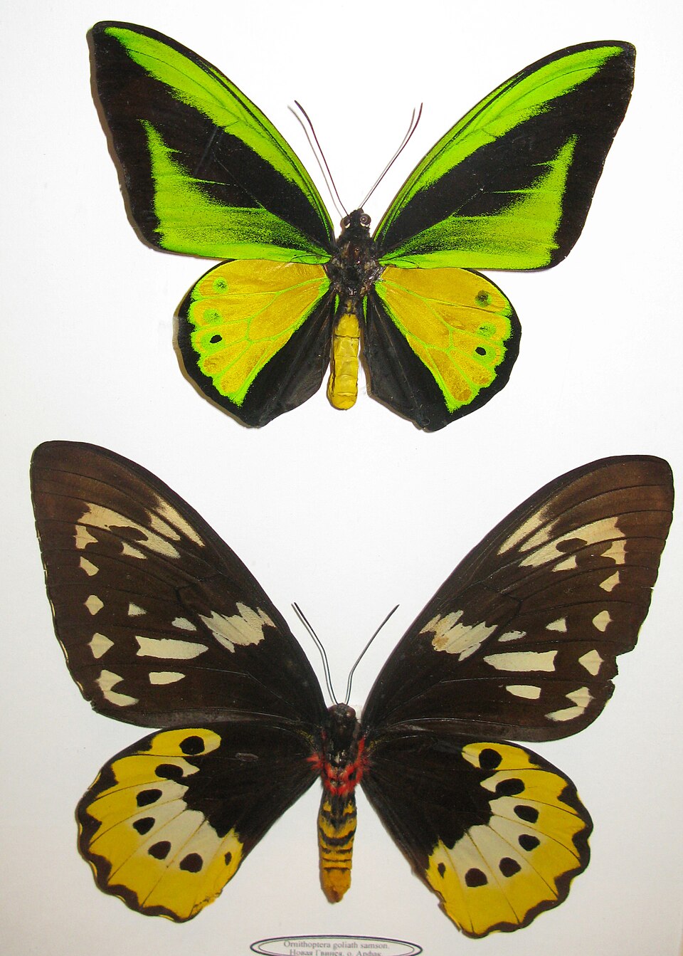 Photo of Goliath birdwing