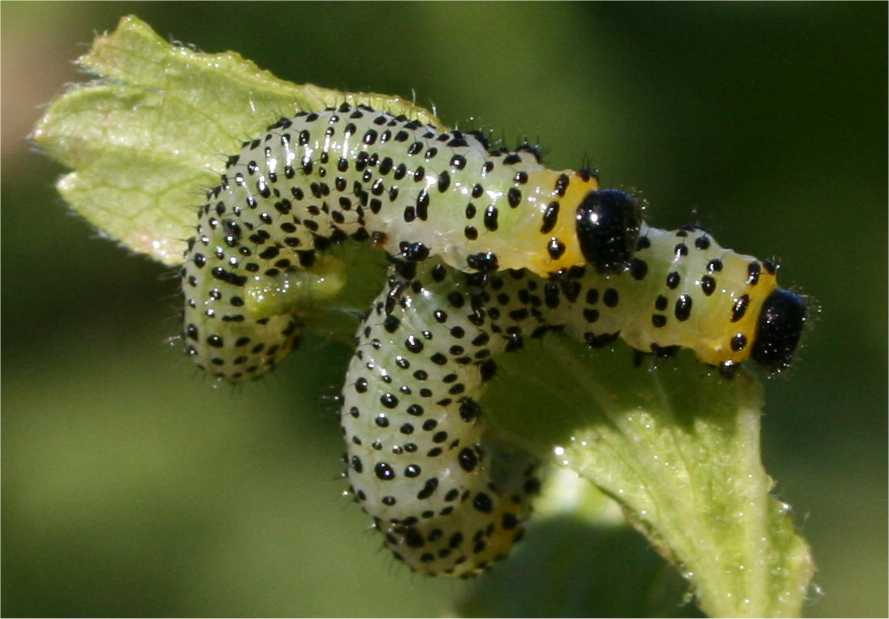 Photo of Gooseberry sawfly