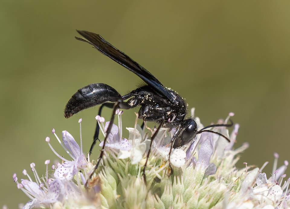 Photo of Great black wasp