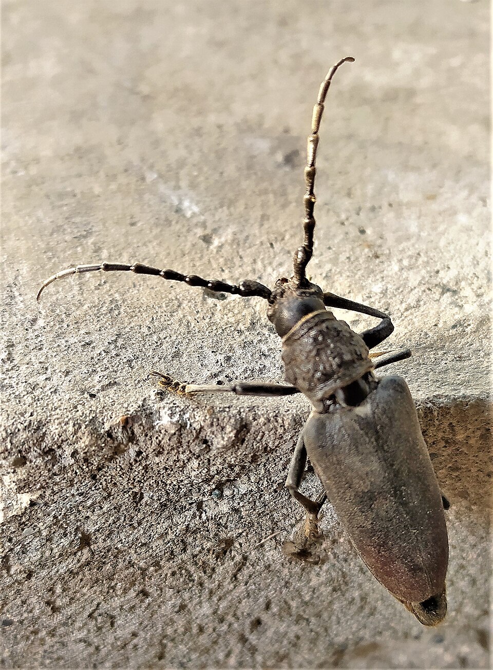 Photo of Great capricorn beetle
