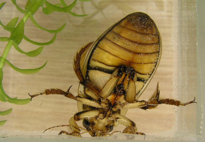 Photo of Great diving beetle
