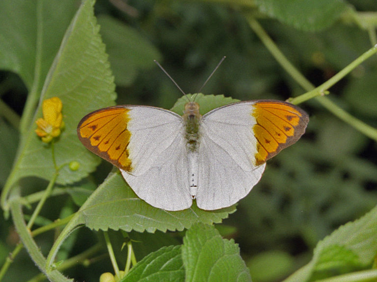 Photo of Great orange-tip