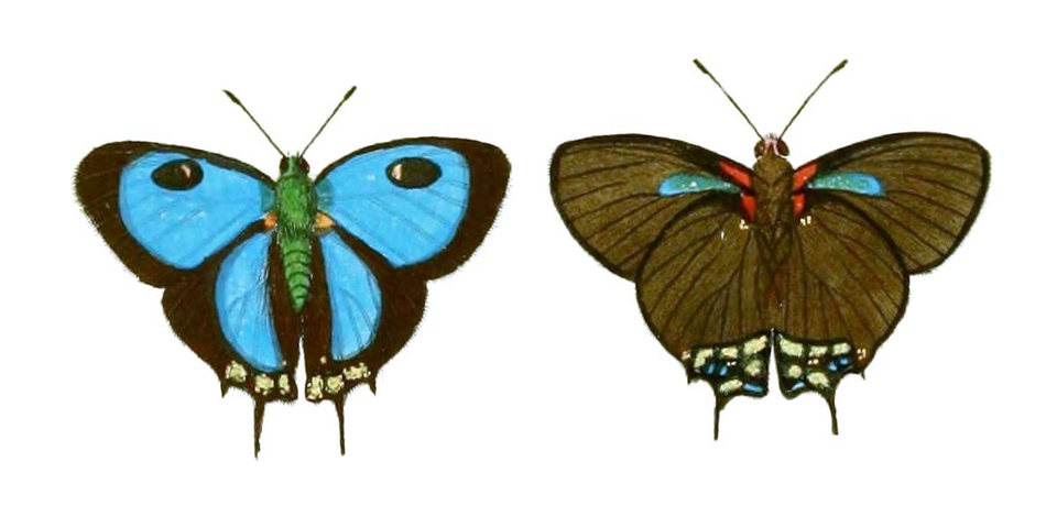 Photo of Great purple hairstreak