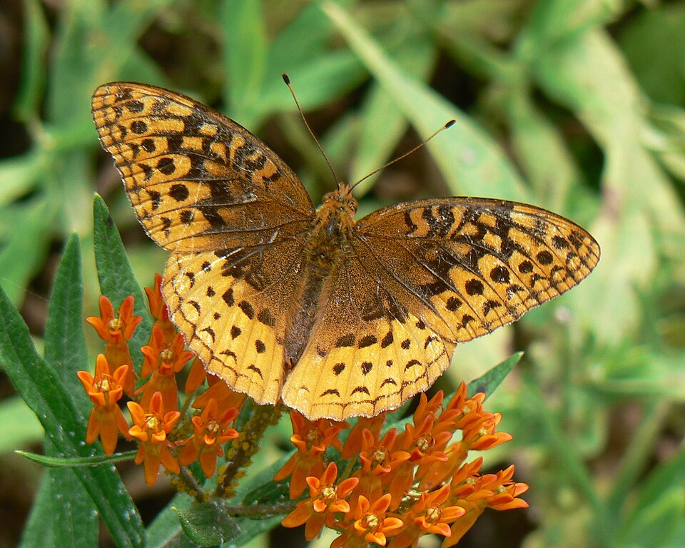Photo of Great spangled fritillary