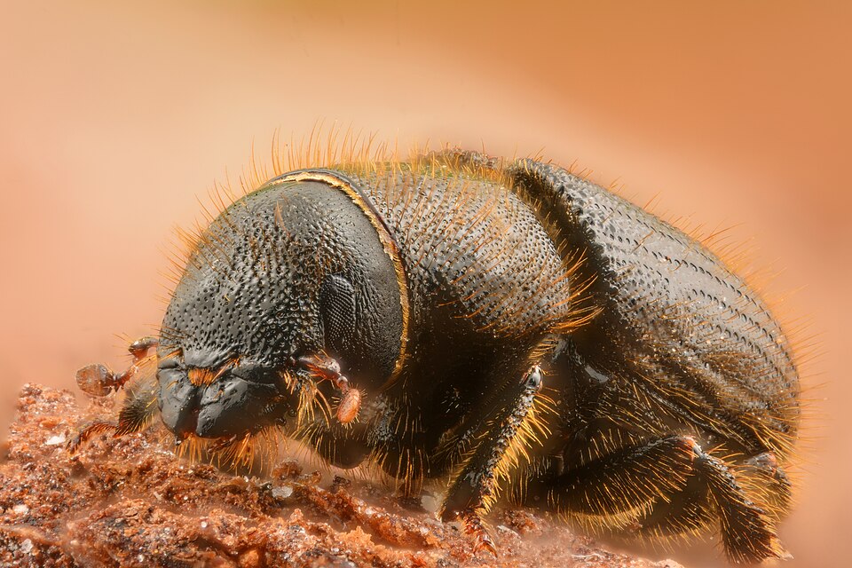 Photo of Great spruce bark beetle
