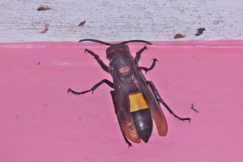 Photo of Greater banded hornet