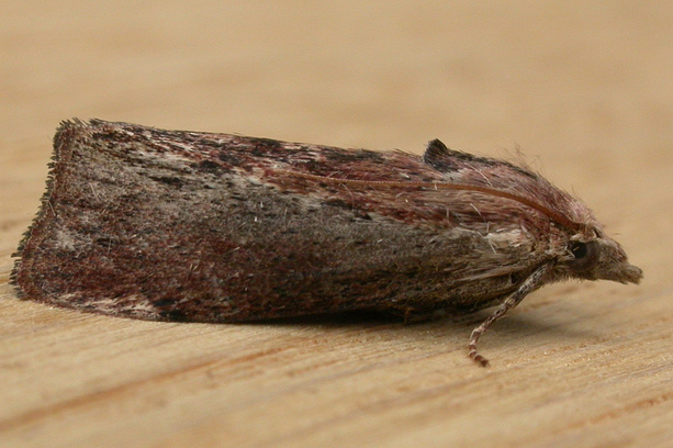 Photo of Greater wax moth