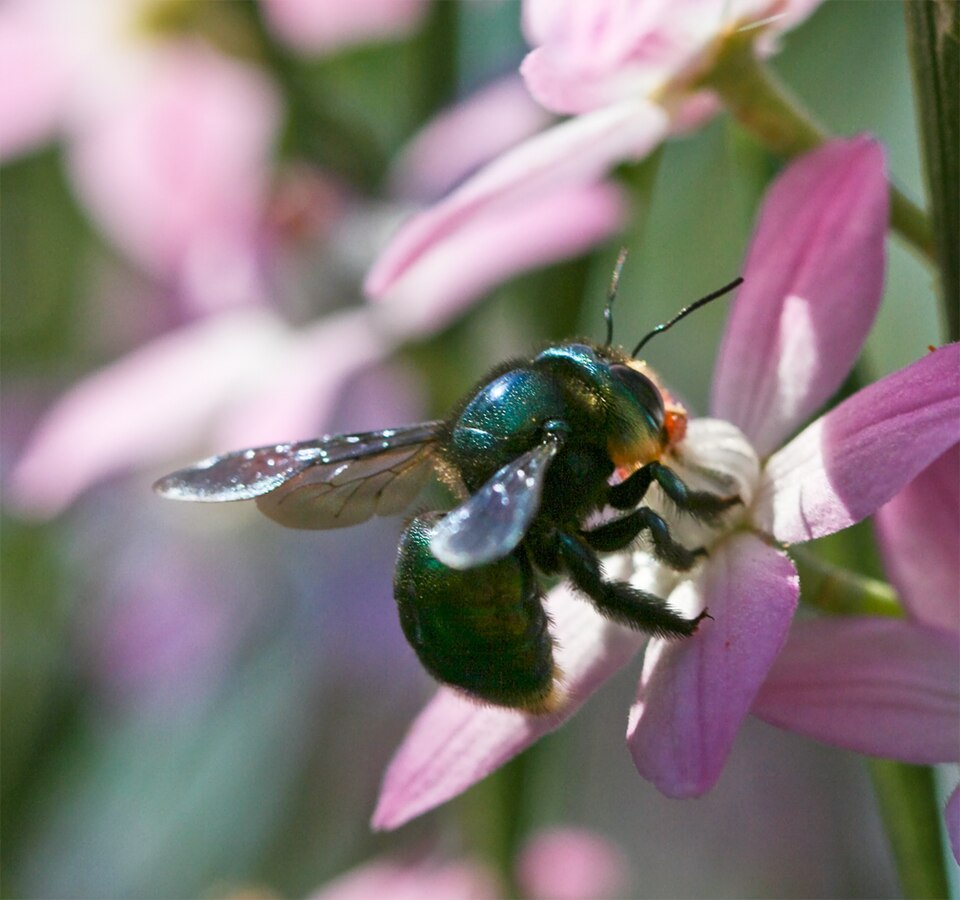 Photo of Green carpenter bee