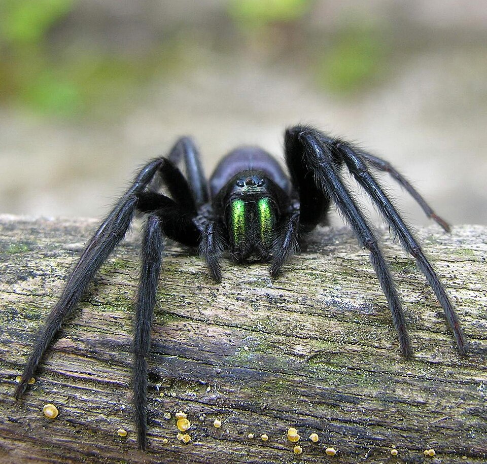 Photo of Green-fanged tube web spider