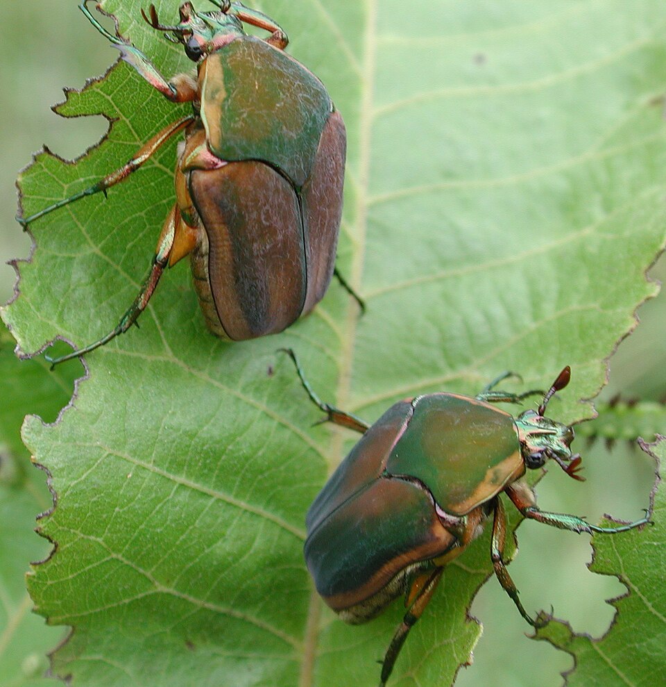 Photo of Green June beetle