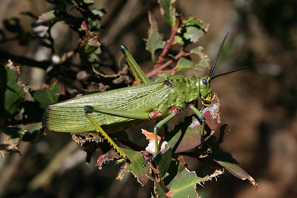 Photo of Green milkweed locust