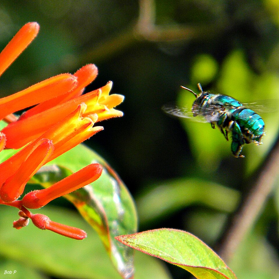 Photo of Green orchid bee