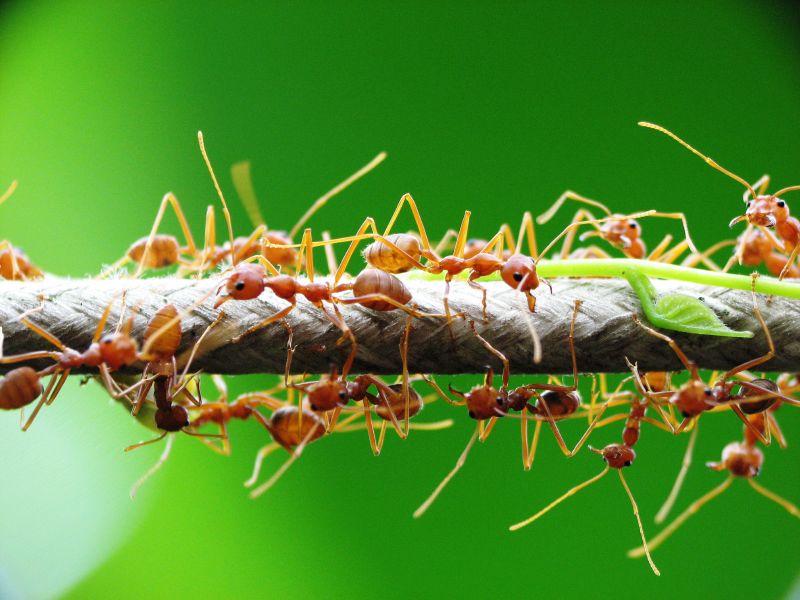 Photo of Green tree ant