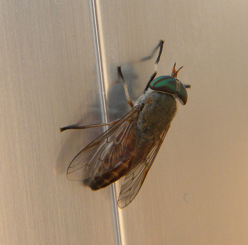 Photo of Greenhead horse fly