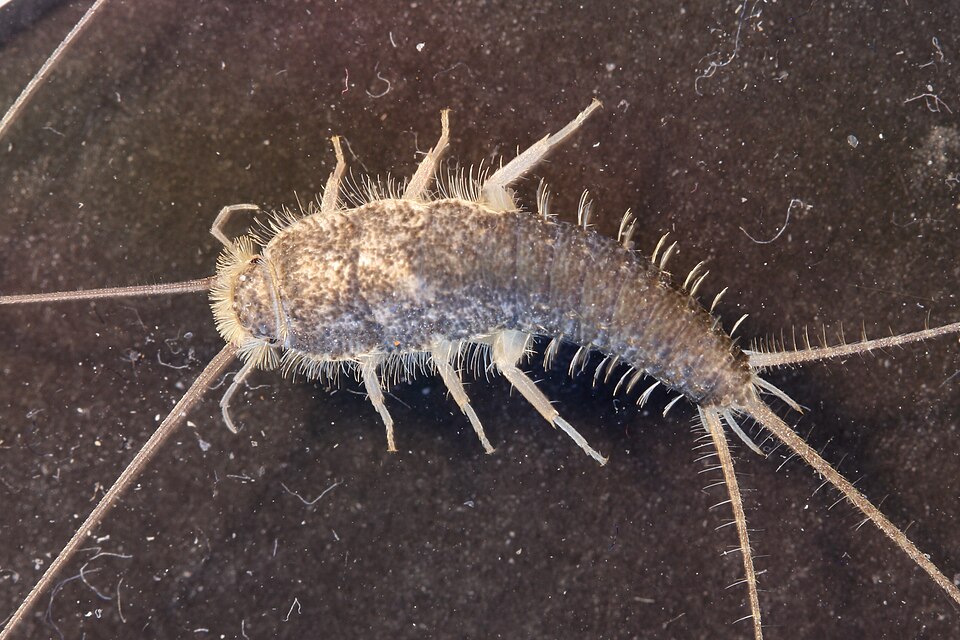 Photo of Grey silverfish