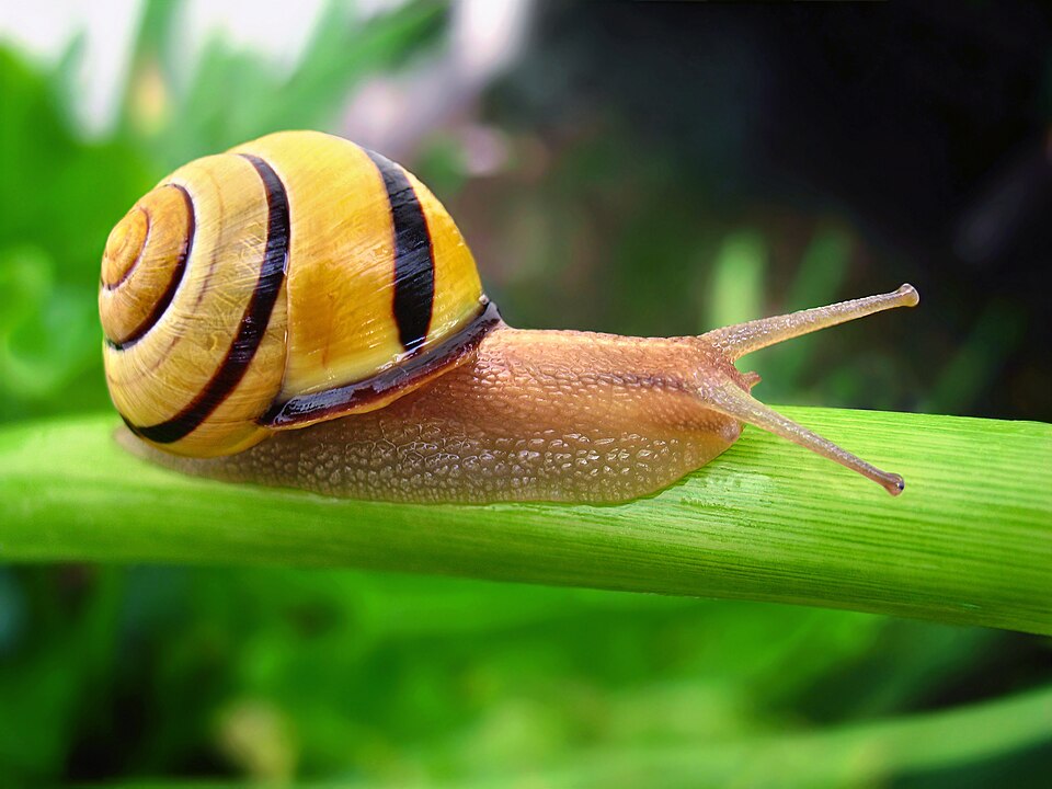 Photo of Grove snail