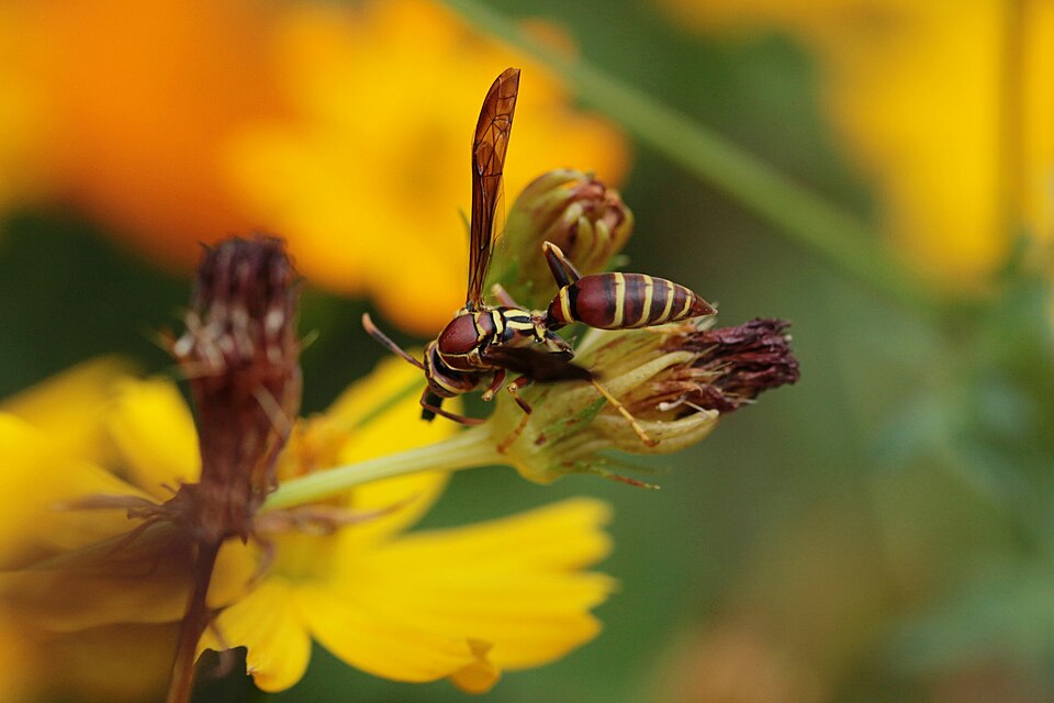 Photo of Guinea paper wasp