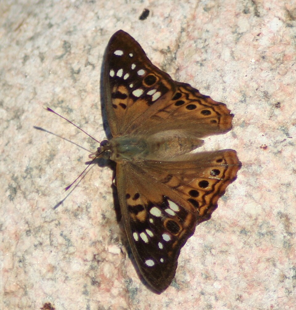 Photo of Hackberry emperor