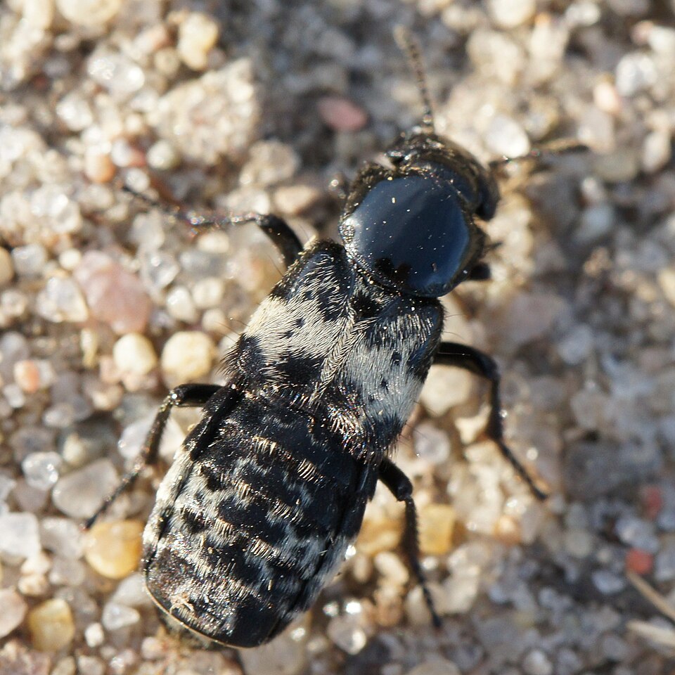 Photo of Hairy rove beetle