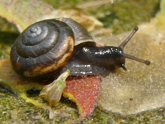 Photo of Hairy snail