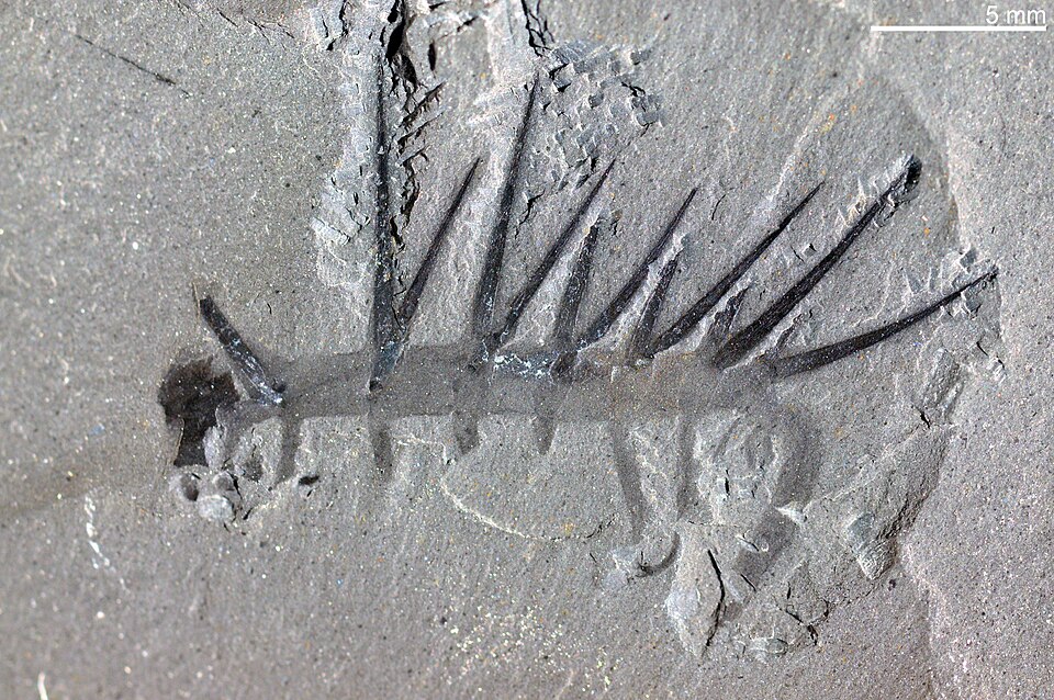 Photo of Hallucigenia