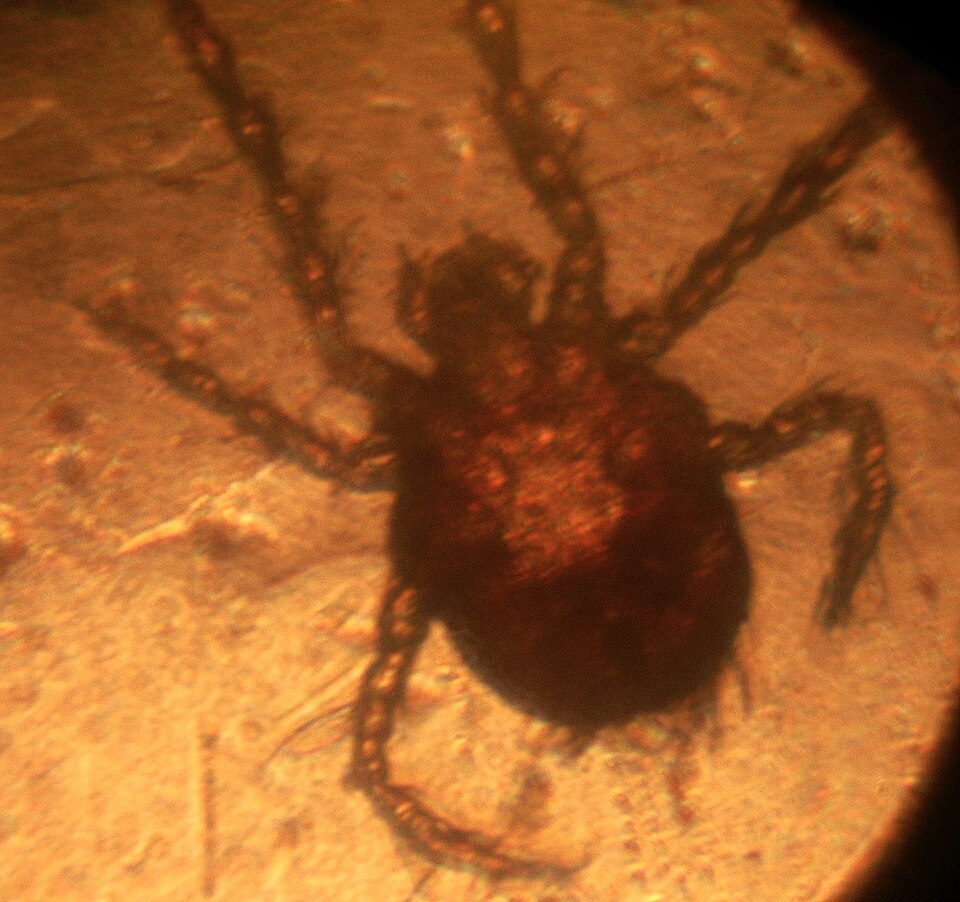 Photo of Harvest mite